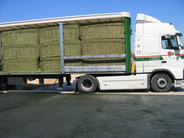 Alfalfa deshidratada Extra - Primeras