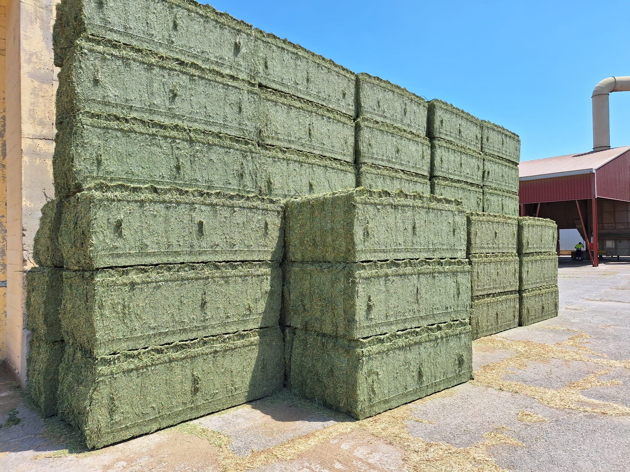 alfalfa deshidratada extra y primeras