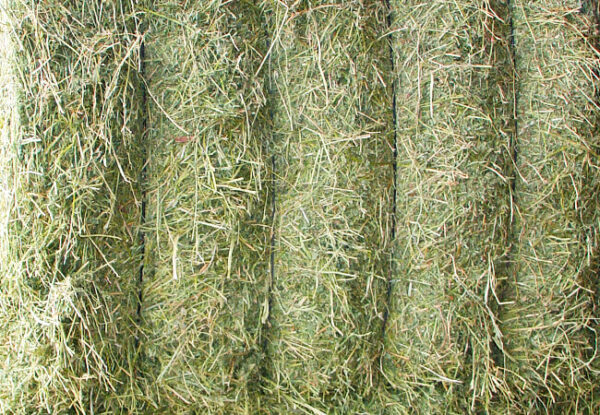 Alfalfa deshidratada Extra - Primeras