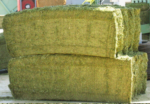 Alfalfa deshidratada Extra - Primeras