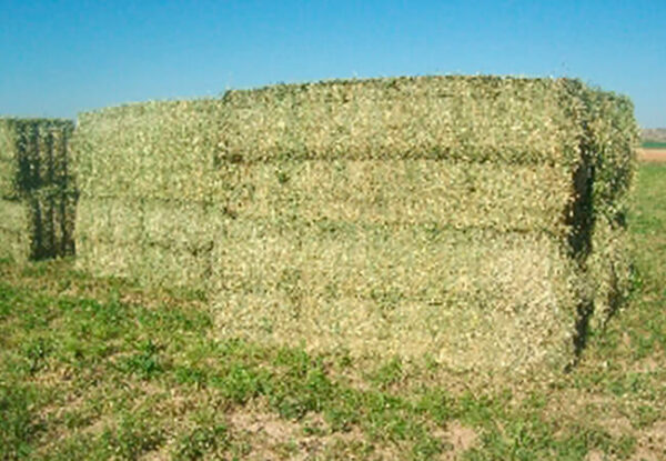 Alfalfa en Rama