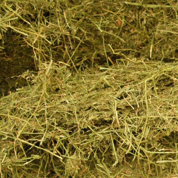 Alfalfa en Rama
