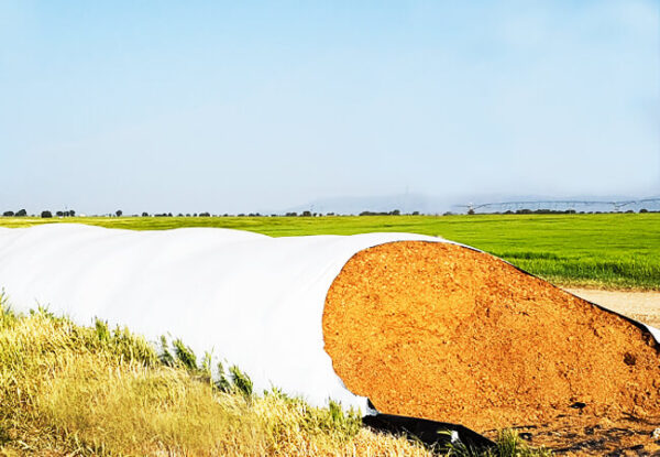 Cebadilla de Cerveza
