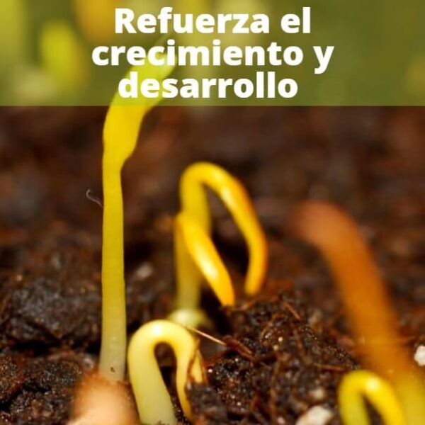 Melaza de Remolacha Orgánica 28KG