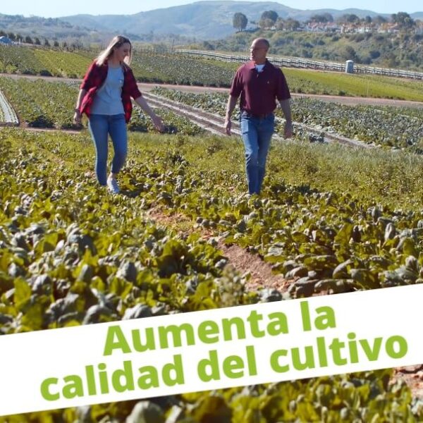 Melaza de Remolacha Orgánica 28KG