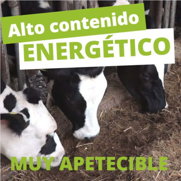 Melaza de Remolacha Orgánica 28KG