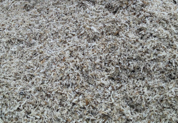 Pulpa de Remolacha Fresca