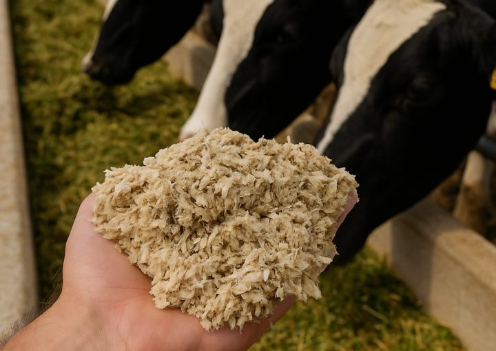 Pulpa de remolacha fresca y ensilada