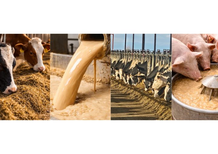 Suministro de levadura de cerveza líquida inactivada para granjas de porcino y vacuno - Poballe.