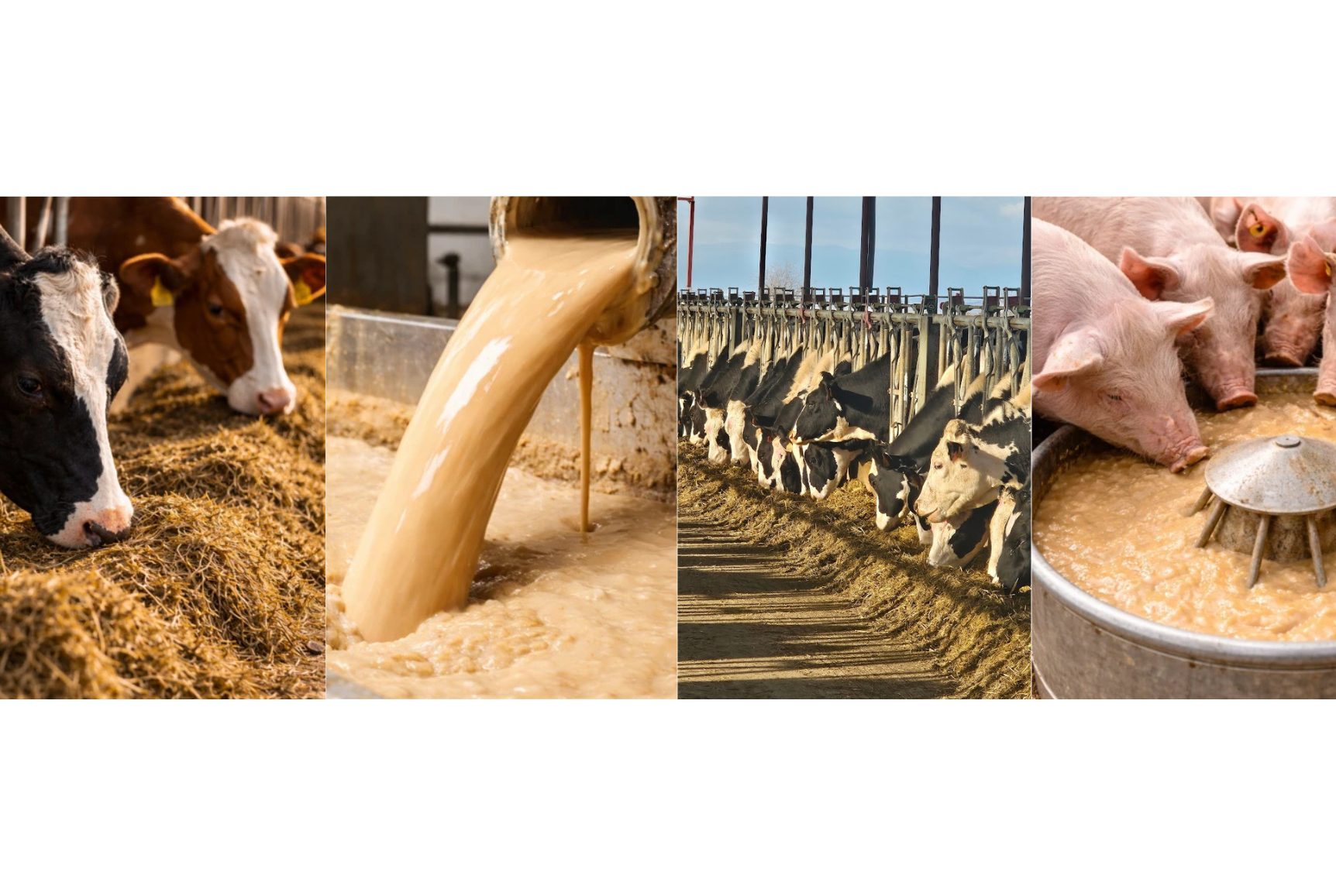 Suministro de levadura de cerveza líquida inactivada para granjas de porcino y vacuno - Poballe.